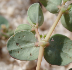 Euphorbia albomarginata