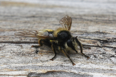 Laphria