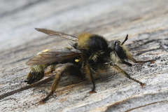 Laphria