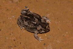 Pseudophryne guentheri