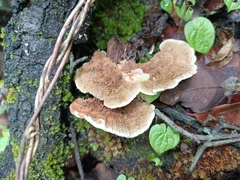Hexagonia