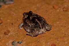 Pseudophryne guentheri