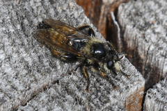 Laphria