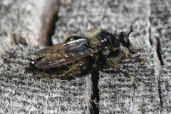 Laphria