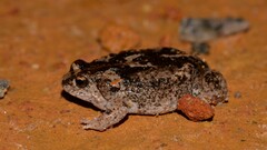 Pseudophryne guentheri