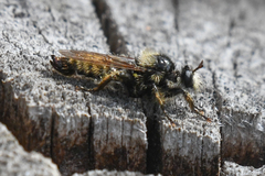 Laphria