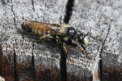 Laphria