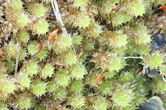 Ptychomnion aciculare