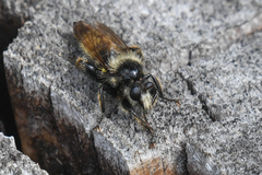 Laphria