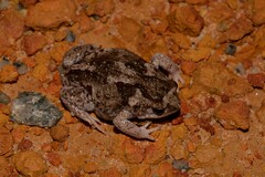 Pseudophryne guentheri