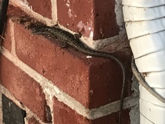 Elgaria multicarinata