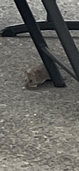 Rattus norvegicus