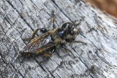 Laphria