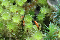 Ptychomnion aciculare