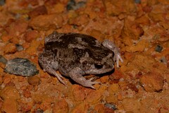 Pseudophryne guentheri