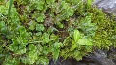 Marchantia