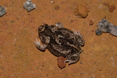 Pseudophryne guentheri