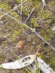 Drosera glanduligera