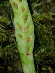 Grammitis stenophylla