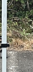Rattus norvegicus