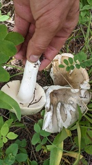 Russula