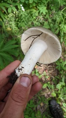 Russula
