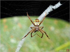 Argiope aetheroides