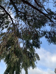 Eucalyptus sideroxylon