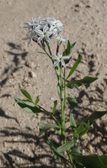 Amsonia tomentosa
