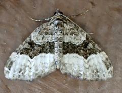 Euphyia intermediata