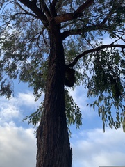 Eucalyptus sideroxylon