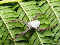 Argiope aetheroides