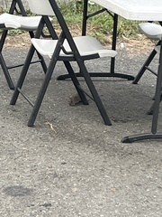Rattus norvegicus