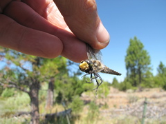 Libellula quadrimaculata