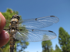 Libellula quadrimaculata
