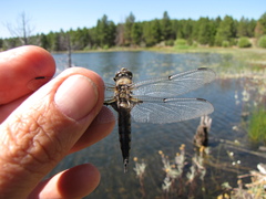 Libellula quadrimaculata