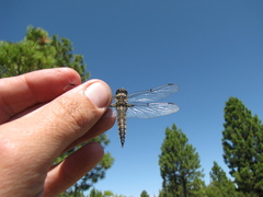 Libellula quadrimaculata