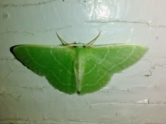 Synchlora aerata