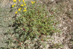 Portulaca halimoides