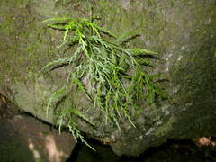 Asplenium flaccidum