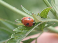 Adalia bipunctata