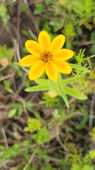 Zinnia haageana