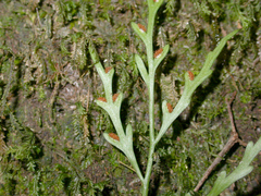 Asplenium flaccidum