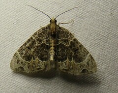 Ecliptopera silaceata