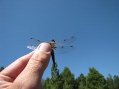 Libellula quadrimaculata