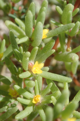 Portulaca halimoides
