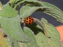 Harmonia conformis