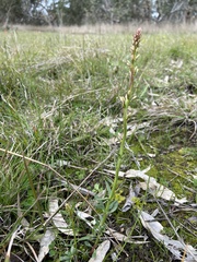 Stackhousia subterranea