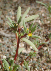 Portulaca halimoides