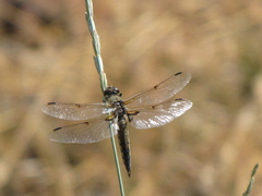 Libellula quadrimaculata